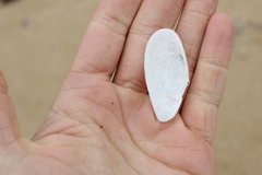 Megangulus bodegensis