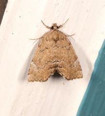Cutina aluticolor