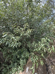 Quercus salicina
