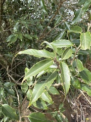 Quercus salicina