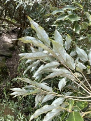 Quercus salicina