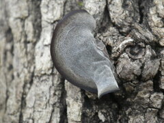 Auricularia angiospermarum