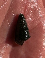 Pleurocera pyrenella