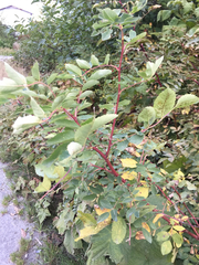 Rosa nutkana hispida