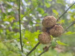 Biorhiza