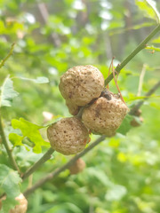 Biorhiza