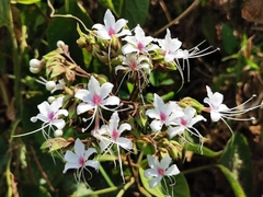 Clerodendrum infortunatum