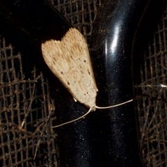 Cyclophora turneri