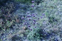 Salvia columbariae