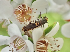 Chauliognathus kershawi