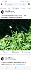 Heliconius erato