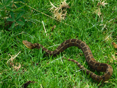 Crotalus ravus