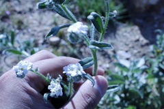 Cryptantha muricata
