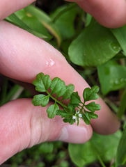 Cardamine oligosperma