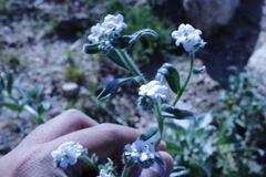 Cryptantha muricata