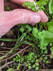 Cardamine oligosperma
