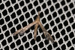 Tineodes adactylalis