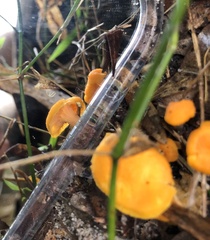 Cantharellus concinnus