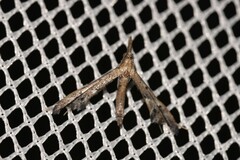 Tineodes adactylalis