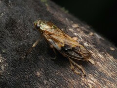 Pseudaphronella jactator