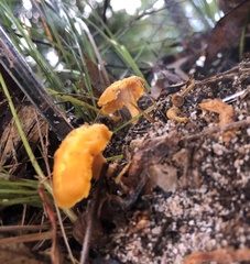 Cantharellus concinnus