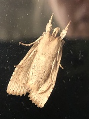Lithophane bethunei