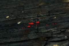 Tulasnella aurantiaca