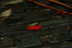 Tulasnella aurantiaca