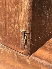 Pseudoxya