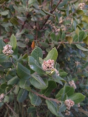 Rhus standleyi