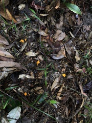 Cantharellus concinnus
