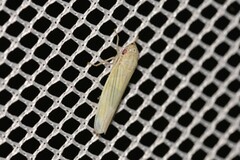 Cofana spectra
