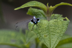Erythrodiplax laurentia