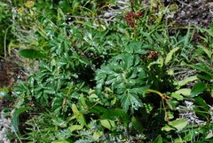 Magadania olaensis
