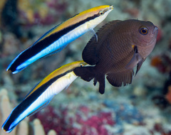 Neoglyphidodon crossi