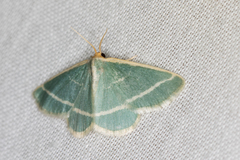 Mixocera latilineata