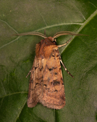 Agrotis