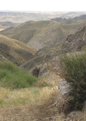 Caragana balchaschensis