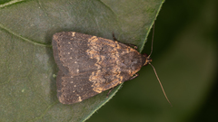 Hydrillodes funestalis