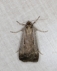 Tathorhynchus fallax