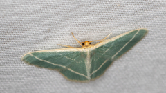 Mixocera latilineata