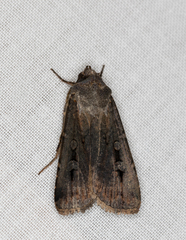 Agrotis infusa