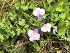Mazus fauriei