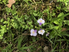 Mazus fauriei