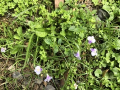 Mazus fauriei