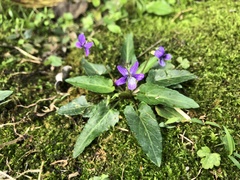 Viola inconspicua nagasakiensis