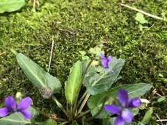 Viola inconspicua nagasakiensis