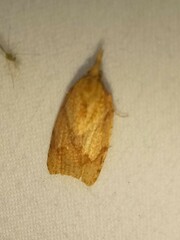 Cenopis reticulatana