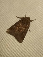 Lacinipolia meditata