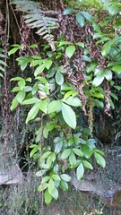 Pseudopanax macintyrei